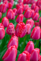 Naklejki Tulips