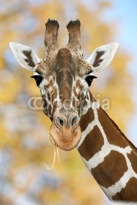 Giraffe in Natur