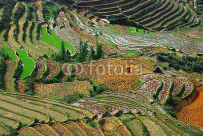 rice culture and geometry