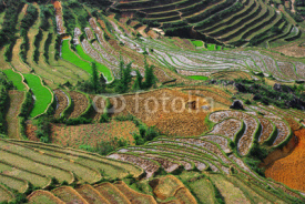 Fototapety rice culture and geometry