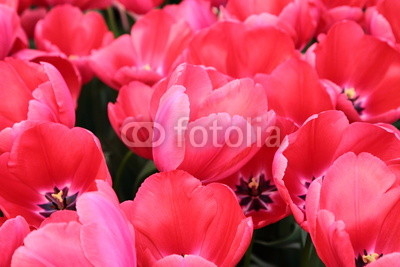 Group of large red tulips