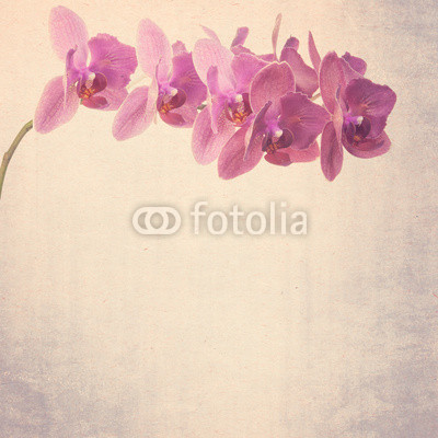 textured old paper background phalaenopsis orchid