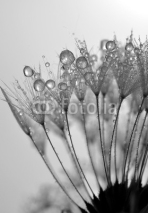 Fototapety dewy dandelion