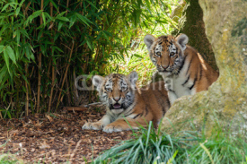 Naklejki Two Adorable Amur Tiger Cubs Hiding in Shelter