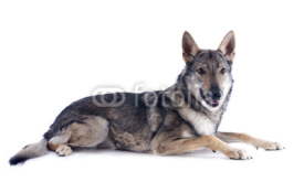 Naklejki Czechoslovakian Wolfdog