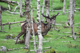 Naklejki Large whitetail deer buck in the woods