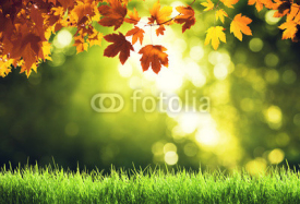 Naklejki leaves in autumn forest