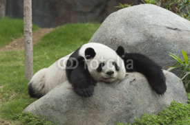 Naklejki Giant panda bear sleeping
