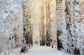 Naklejki winter birch woods in morning light