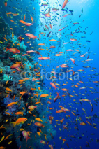 Photo of coral colony and divers