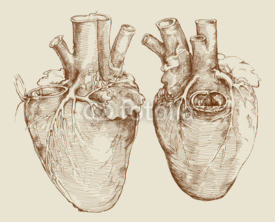 Heart. Based on drawing of Leonardo da Vinci