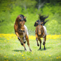 Naklejki Two little appaloosa foals plaing on the meadow