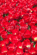 Naklejki Field of colorful tulips