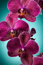 Naklejki Purple orchid
