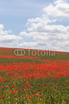 Naklejki Poppy field