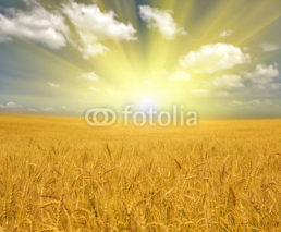 Naklejki gold wheat field under clouds