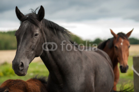 Fototapety Black horse in the Swedish countryside