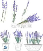 Fototapety Set of lavender flowers