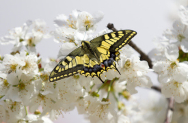 Fototapety Yellow butterfly collecting pollen in cherry blossoms