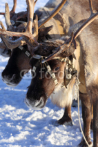 Naklejki reindeer