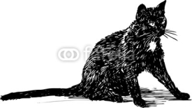 Fototapety black cat
