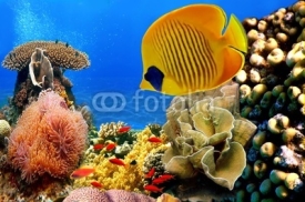 Naklejki Photo of a coral colony