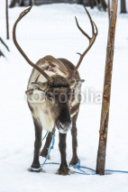 Naklejki Reindeer standing in the snow