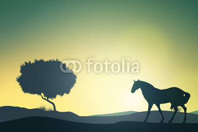 Cavallo al tramonto