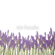 Naklejki Vector Illustration of a Lavender Background