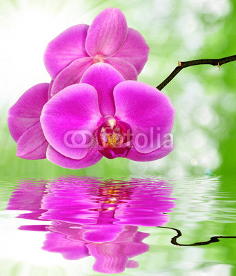 Beautiful purple orchid on green background