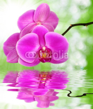 Naklejki Beautiful purple orchid on green background