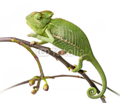 Obrazy i plakaty green chameleon - Chamaeleo calyptratus on a branch