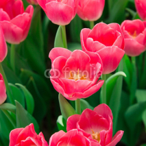Naklejki tulips growing in garden