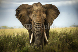 Fototapety sfondo di elefante