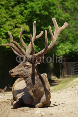 Deer Wapiti Siberian 9