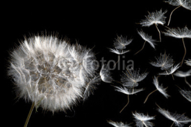 Naklejki dandelion blowing seeds
