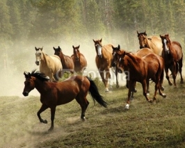 Fototapety Running Horses