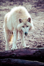 Naklejki Arctic white wolf