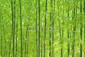 Obrazy i plakaty 緑の竹林