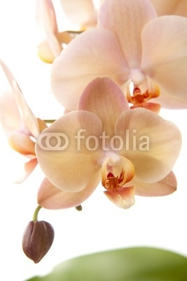 Isolated orchid flowers on white