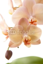 Naklejki Isolated orchid flowers on white