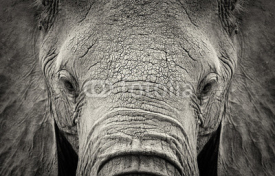 Naklejki Elephant