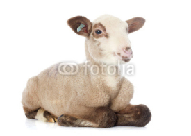 Fototapety young lamb