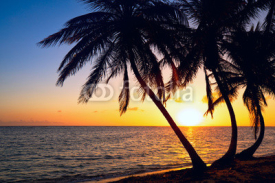 Naklejki Tropic sunrise through the coconut palms