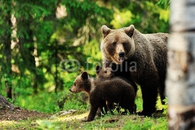 Brown bear family in forest