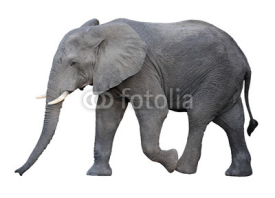 Fototapety elephant