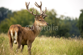 Fototapety Red Deer