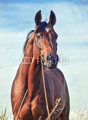 portrait of wonderful   bay  sportive  stallion in the meadow.