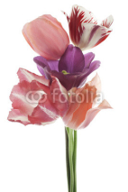 Naklejki tulip