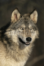 Naklejki Grey wolf, Canis lupus
